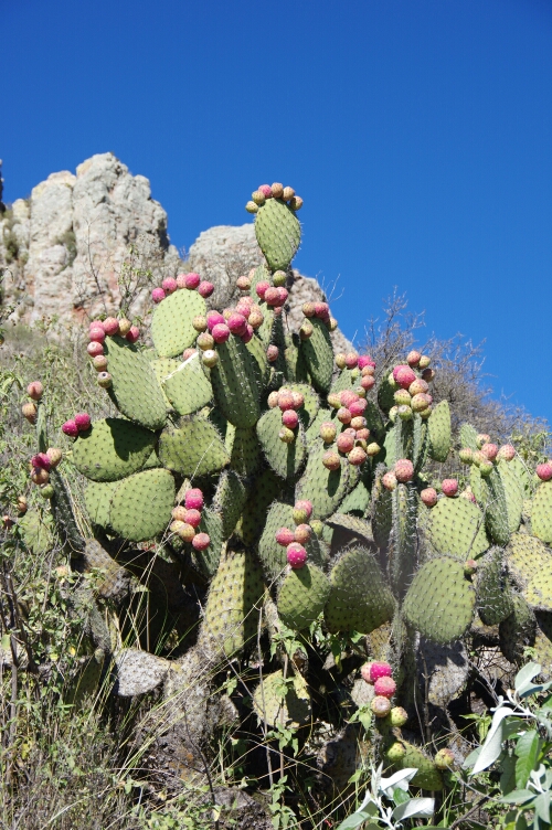 Prickly Pear cactus with edible fruits
