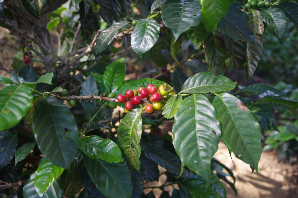 Coffee plantations near San Pedro