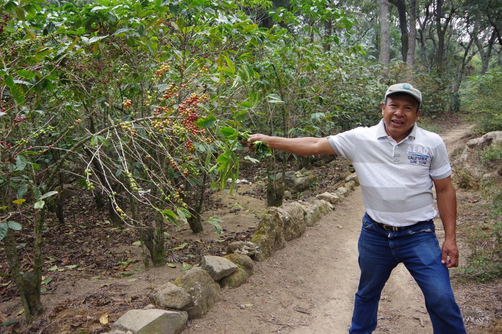 My guide, also a part-time coffee farmer