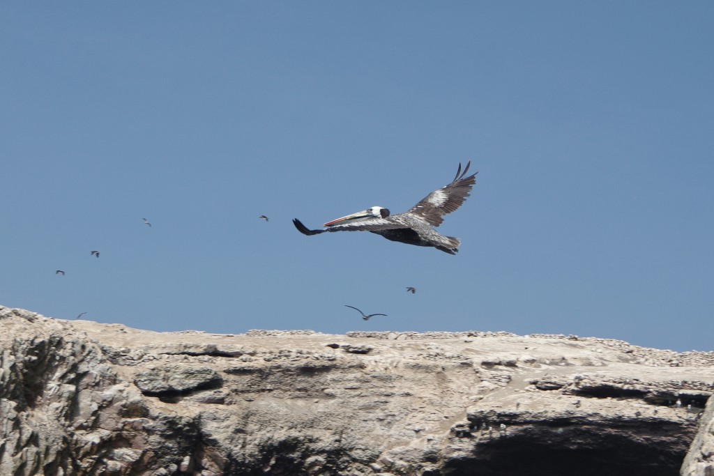 Flying pelican (edited)
