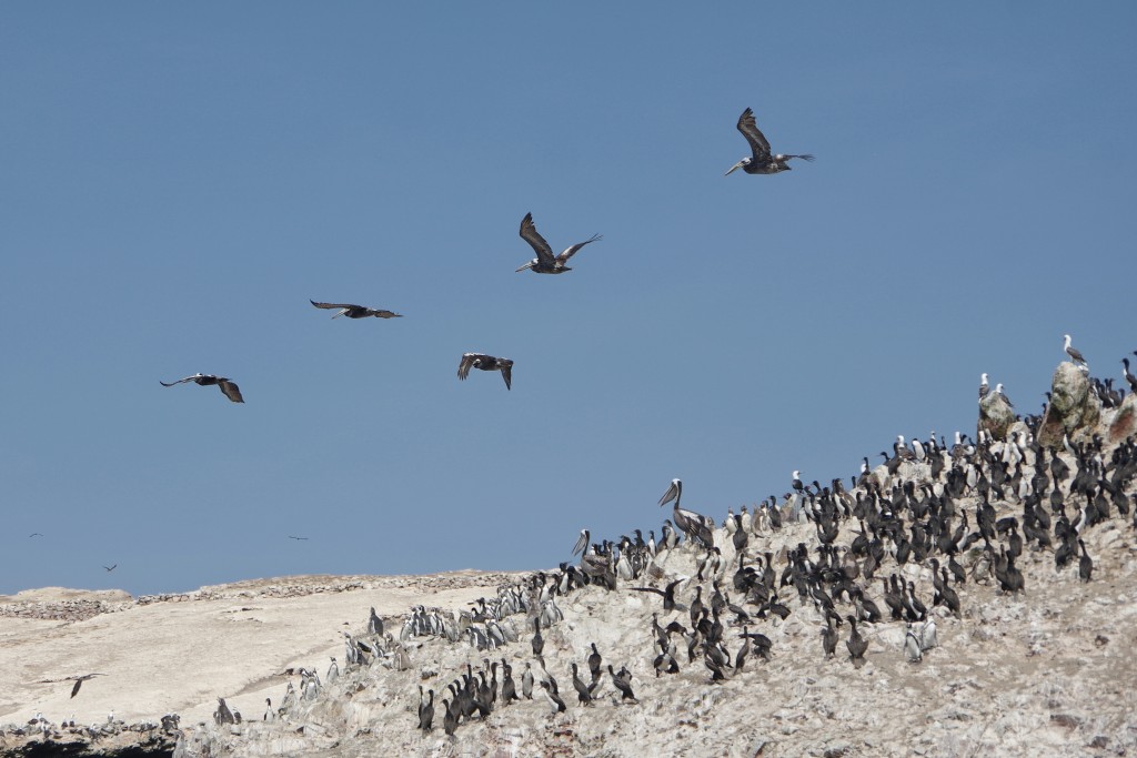 Lots of flying pelicans