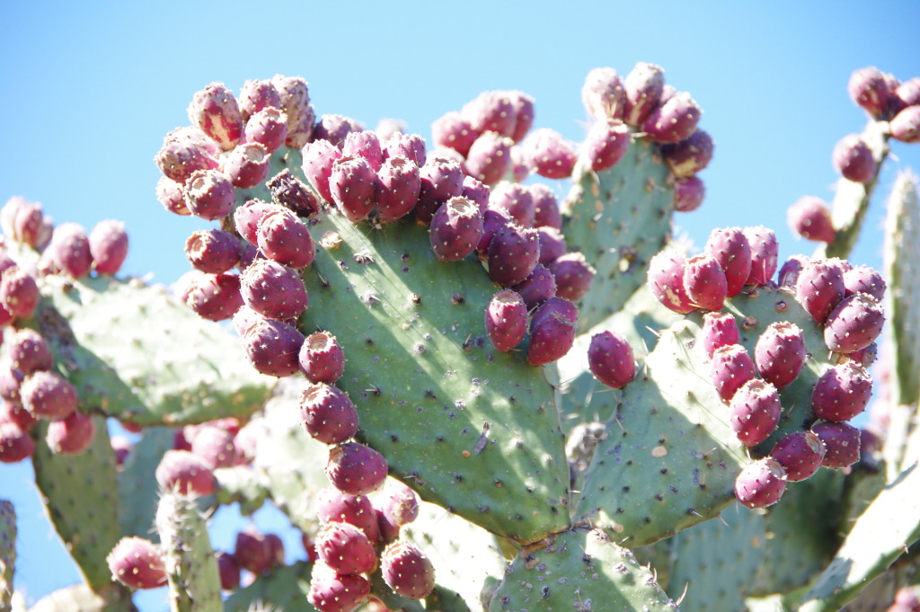 Prickly Pear with fruits - they have very fine spines that are surprisingly hard to get off your hands