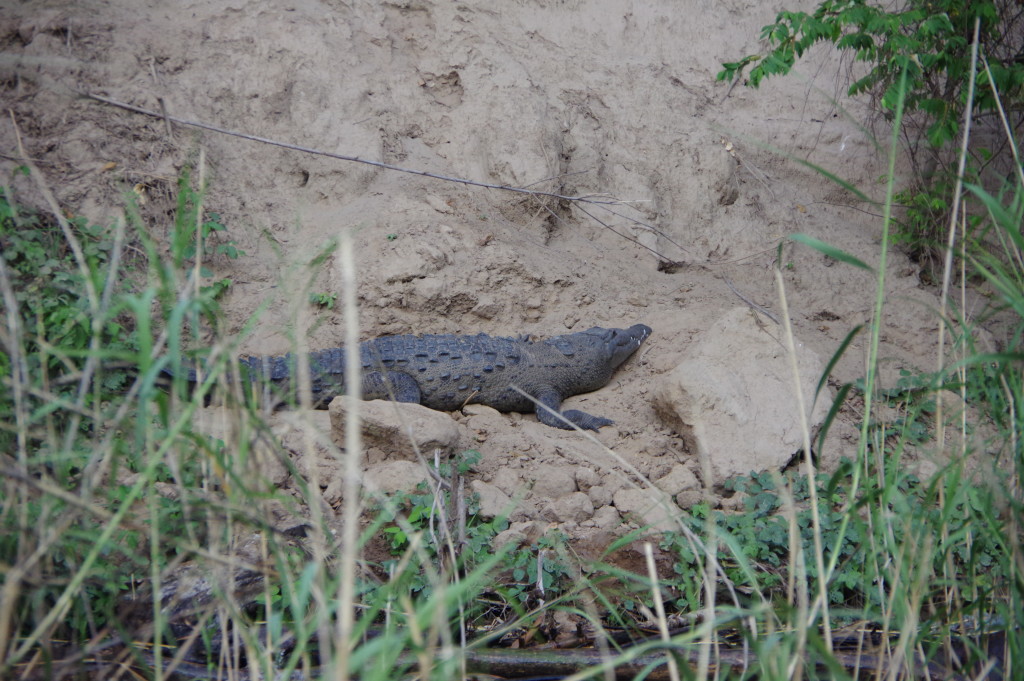 Crocodiles and other animals abound in the canyon
