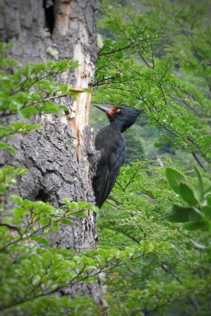 A female Magellanic Woodpecker we observed along the trail after Dickson camp.