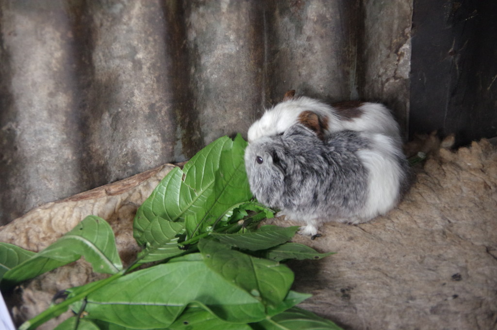 Guinea pig living in the coffee farmer's hut