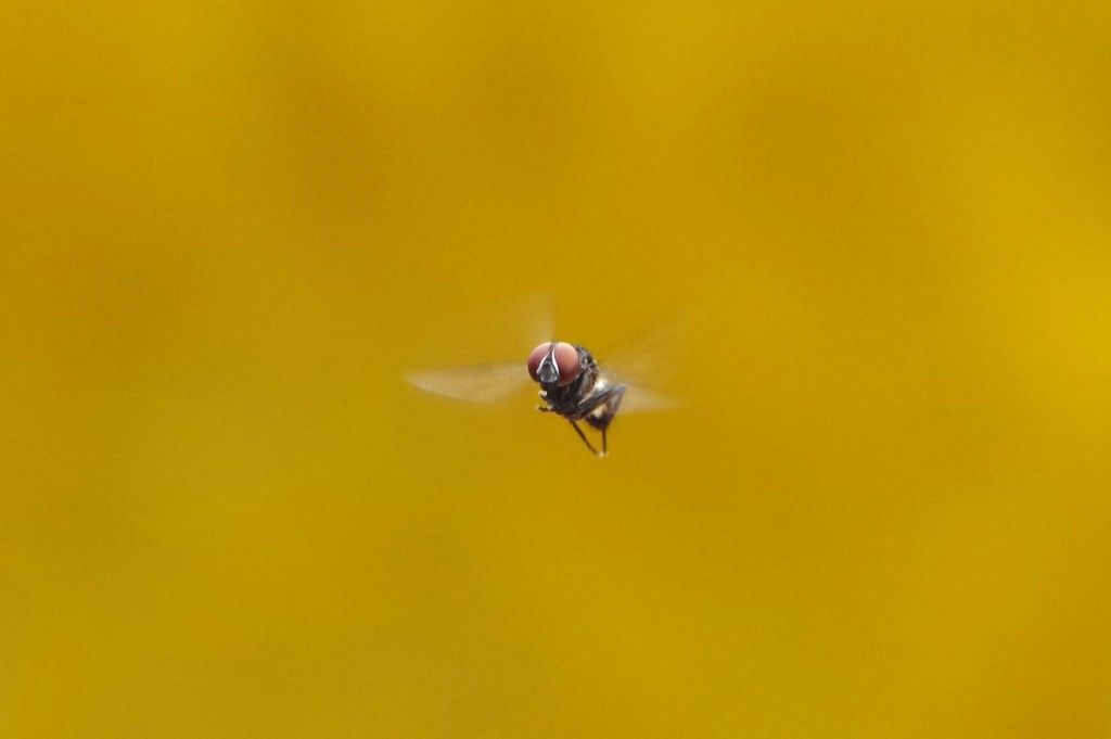 Hoverfly that buzzed around the hostel as I was sorting my photos
