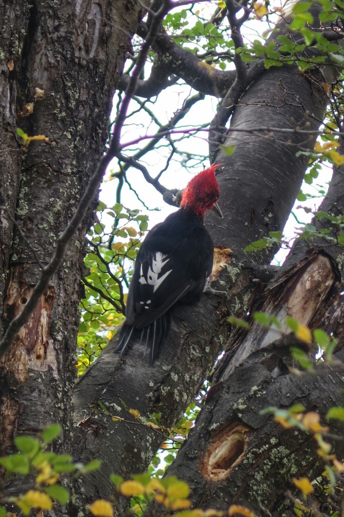 Male Magellanic woodpecker, observed near El Chaltén.