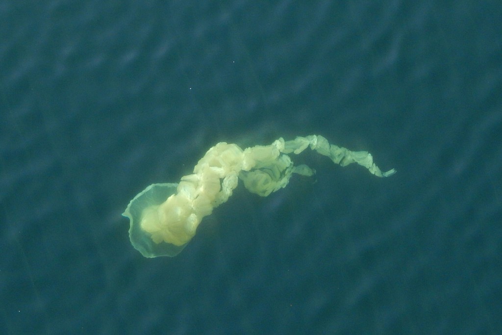 Jellyfish (Photo: Jeff Perry)