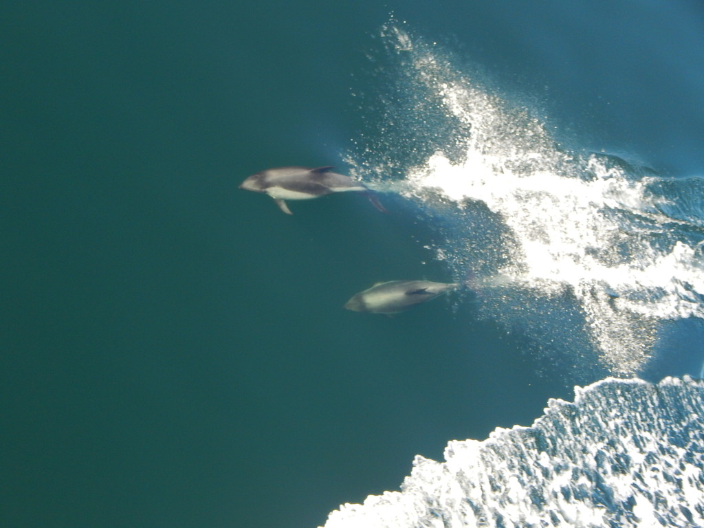 Dolphins (Photo: Jeff Perry)