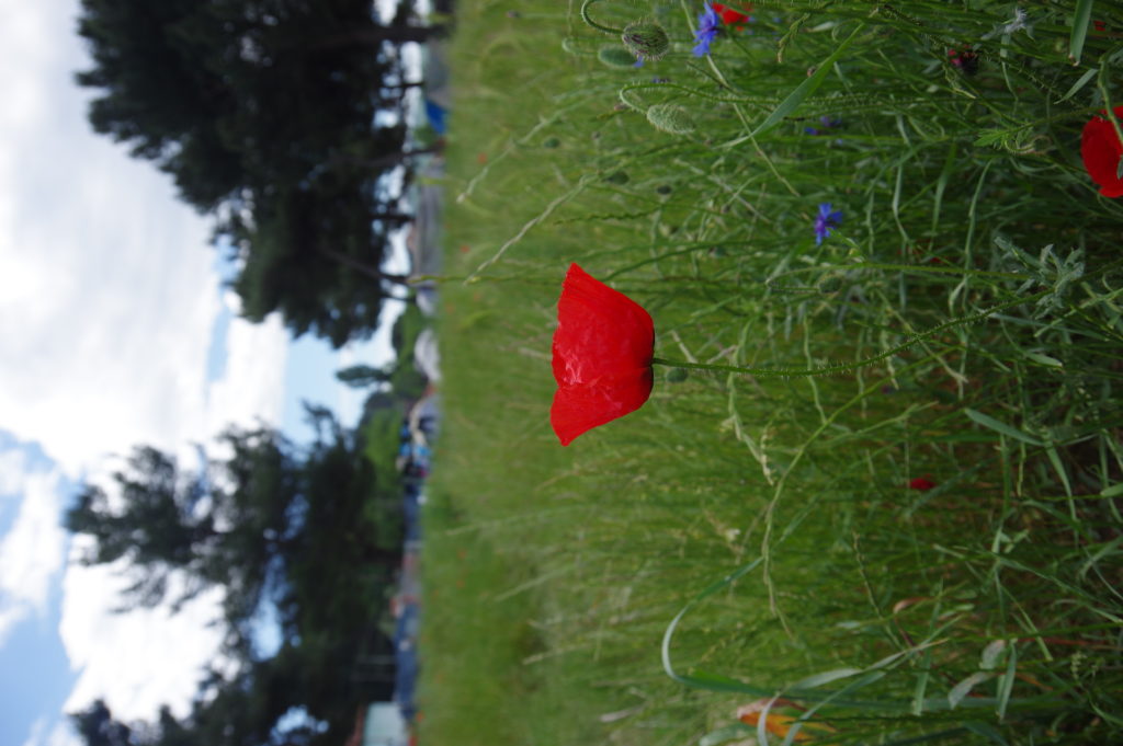 my other portrait image and stop this autocorrect bullshit